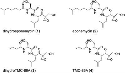 Production of Epoxyketone Peptide-Based Proteasome Inhibitors by Streptomyces sp. BRA-346: Regulation and Biosynthesis